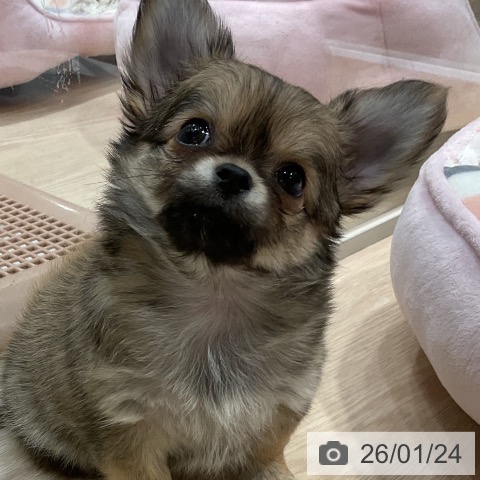 愛知県のチワワ(ロング) (ペットプラス イオンモール長久手店/2025年11月23日生まれ/男の子/フォーン)の子犬の4枚目の画像