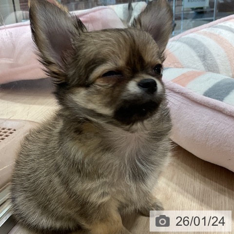 愛知県のチワワ(ロング) (ペットプラス イオンモール長久手店/2025年11月23日生まれ/男の子/フォーン)の子犬の3枚目の画像