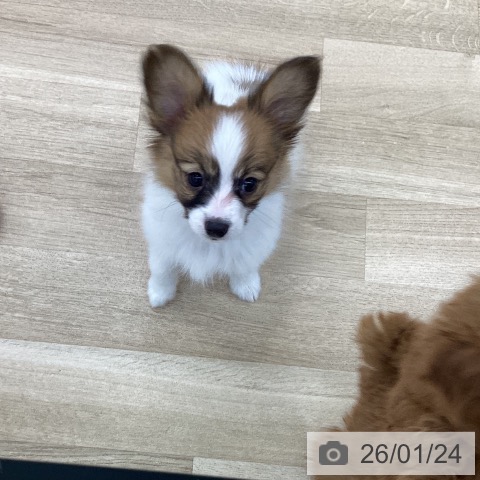 愛知県のパピヨン (ペットプラス 千音寺店/2025年11月22日生まれ/男の子/レッドセーブルホワイト)の子犬の4枚目の画像