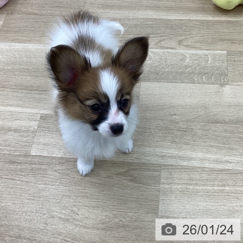愛知県のパピヨン (ペットプラス 千音寺店/2025年11月22日生まれ/男の子/レッドセーブルホワイト)の子犬の3枚目の画像