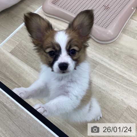 愛知県のパピヨン (ペットプラス 千音寺店/2025年11月22日生まれ/男の子/レッドセーブルホワイト)の子犬の4枚目の画像