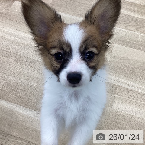 愛知県のパピヨン (ペットプラス 千音寺店/2025年11月22日生まれ/男の子/レッドセーブルホワイト)の子犬の3枚目の画像