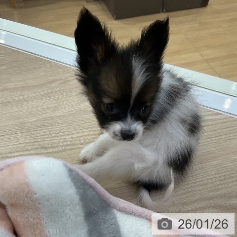 愛知県のパピヨン (ペットプラス ナゴヤドーム前店/2025年11月22日生まれ/男の子/トライカラー)の子犬の4枚目の画像