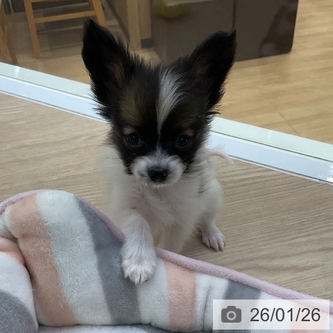 愛知県のパピヨン (ペットプラス ナゴヤドーム前店/2025年11月22日生まれ/男の子/トライカラー)の子犬の3枚目の画像