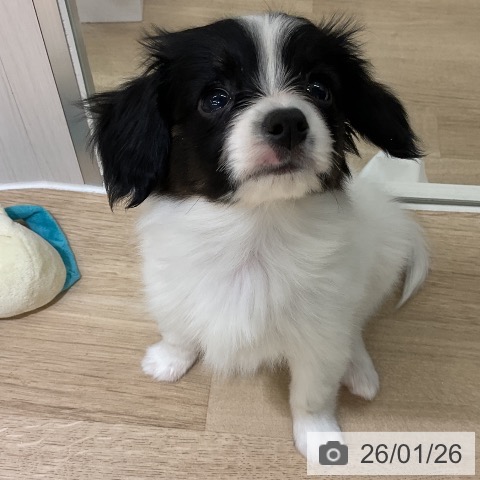 愛知県のパピヨン (ペットプラス イオンモール豊川店/2025年11月22日生まれ/女の子/トライカラー)の子犬の4枚目の画像