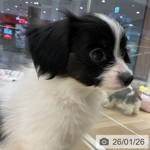 愛知県のパピヨン (ペットプラス イオンモール豊川店/2025年11月22日生まれ/女の子/トライカラー)の子犬の3枚目の画像