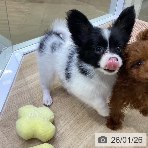 愛知県のパピヨン (ペットプラス mozoワンダーシティ店/2025年11月22日生まれ/女の子/トライカラー)の子犬の4枚目の画像