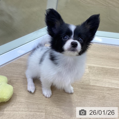 愛知県のパピヨン (ペットプラス mozoワンダーシティ店/2025年11月22日生まれ/女の子/トライカラー)の子犬の3枚目の画像