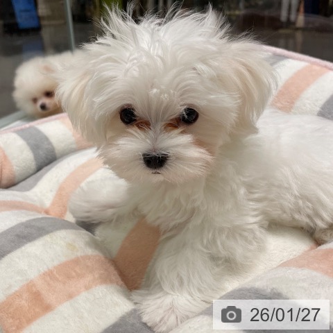 愛知県のマルチーズ (ペットプラス 則武新町店/2025年11月11日生まれ/男の子/ホワイト)の子犬の4枚目の画像