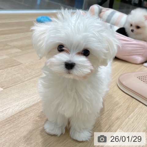 愛知県のマルチーズ (ペットプラス 則武新町店/2025年11月11日生まれ/男の子/ホワイト)の子犬の3枚目の画像
