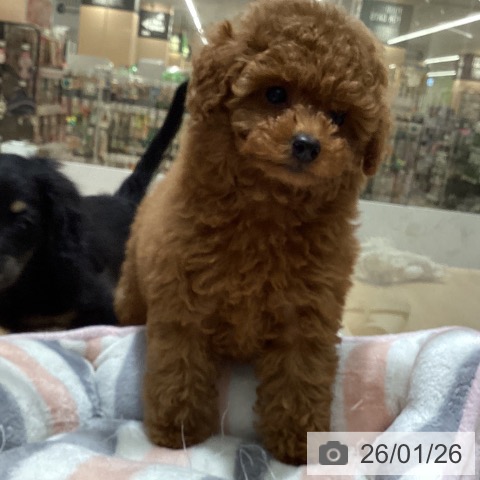 石川県のトイプードル(トイ) (ペットプラス 新小松店/2025年11月25日生まれ/男の子/レッド)の子犬の4枚目の画像