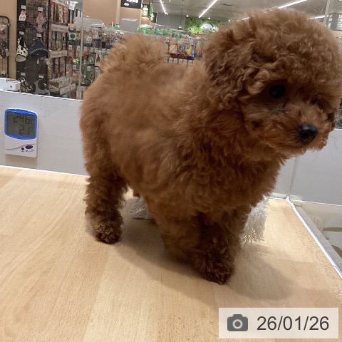 石川県のトイプードル(トイ) (ペットプラス 新小松店/2025年11月25日生まれ/男の子/レッド)の子犬の3枚目の画像