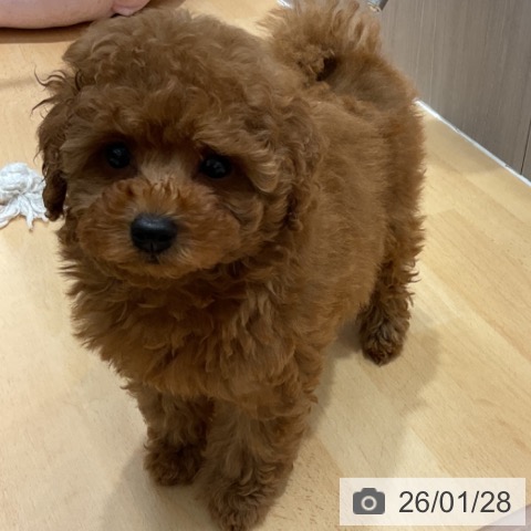 石川県のトイプードル(トイ) (ペットプラス 新小松店/2025年11月25日生まれ/男の子/レッド)の子犬の4枚目の画像