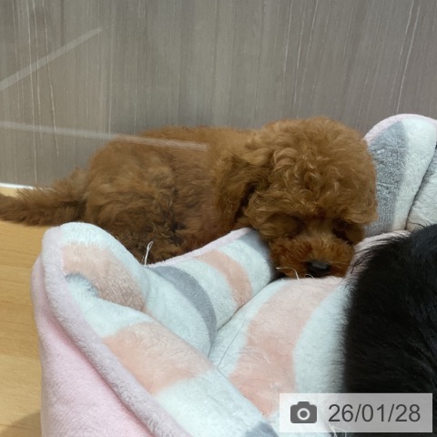 石川県のトイプードル(トイ) (ペットプラス 新小松店/2025年11月25日生まれ/男の子/レッド)の子犬の3枚目の画像