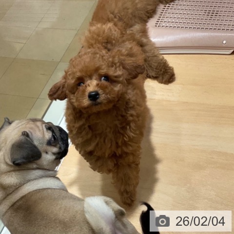 石川県のトイプードル(トイ) (ペットプラス 新小松店/2025年11月25日生まれ/男の子/レッド)の子犬の3枚目の画像