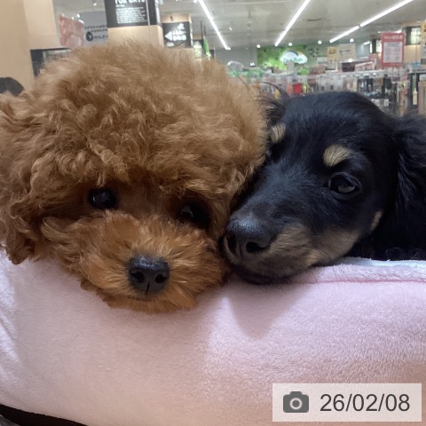 石川県のトイプードル(トイ) (ペットプラス 新小松店/2025年11月25日生まれ/男の子/レッド)の子犬の3枚目の画像