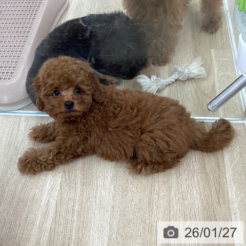 愛知県のトイプードル(トイ) (ペットプラス 千音寺店/2025年11月25日生まれ/男の子/レッド)の子犬の4枚目の画像