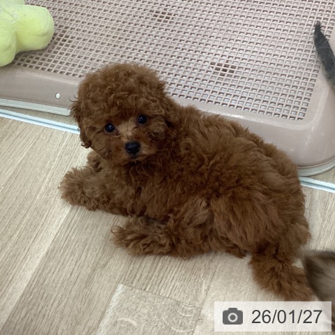 愛知県のトイプードル(トイ) (ペットプラス 千音寺店/2025年11月25日生まれ/男の子/レッド)の子犬の3枚目の画像