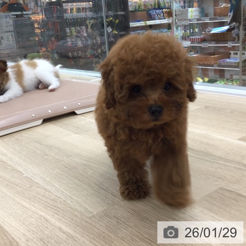 愛知県のトイプードル(トイ) (ペットプラス 千音寺店/2025年11月25日生まれ/男の子/レッド)の子犬の3枚目の画像