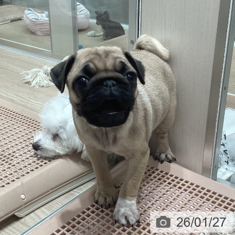 石川県のパグ (ペットプラス 白山店/2025年11月25日生まれ/女の子/フォーン)の子犬の4枚目の画像