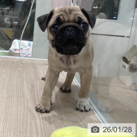 石川県のパグ (ペットプラス 白山店/2025年11月25日生まれ/女の子/フォーン)の子犬の3枚目の画像