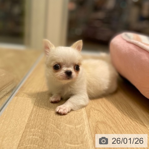 愛知県のチワワ(ロング) (ペットプラス 則武新町店/2025年11月23日生まれ/男の子/クリームホワイト)の子犬の4枚目の画像