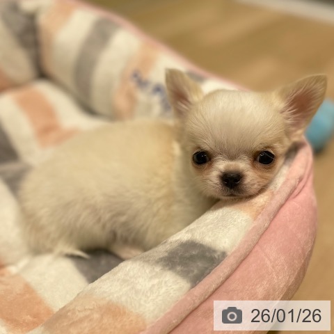 愛知県のチワワ(ロング) (ペットプラス 則武新町店/2025年11月23日生まれ/男の子/クリームホワイト)の子犬の3枚目の画像