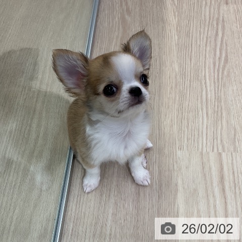 チワワの写真