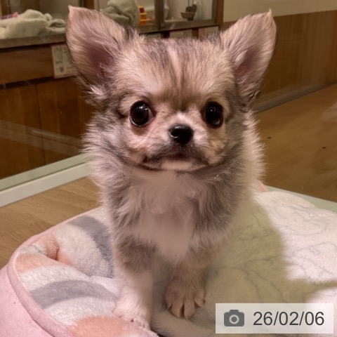 愛知県のチワワ(ロング) (ペットプラス 岡崎店/2025年11月23日生まれ/女の子/フォーンホワイト)の子犬の4枚目の画像