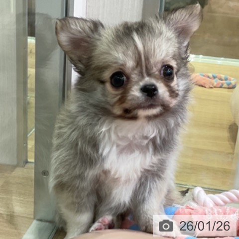 愛知県のチワワ(ロング) (ペットプラス 岡崎店/2025年11月23日生まれ/女の子/フォーンホワイト)の子犬の3枚目の画像