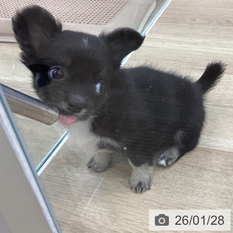 愛知県のチワワ(ロング) (ペットプラス みなと店/2025年11月26日生まれ/女の子/ブラックタンホワイト)の子犬の4枚目の画像