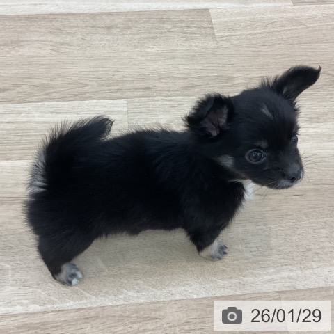 愛知県のチワワ(ロング) (ペットプラス みなと店/2025年11月26日生まれ/女の子/ブラックタンホワイト)の子犬の3枚目の画像