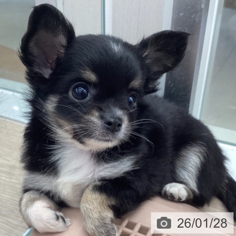 石川県のチワワ(ロング) (ペットプラス 白山店/2025年11月26日生まれ/女の子/ブラックタンホワイト)の子犬の3枚目の画像