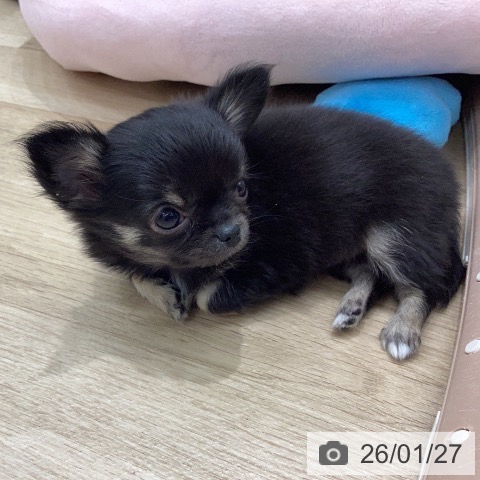 岐阜県のチワワ(ロング) (ペットプラス 各務原店/2025年11月22日生まれ/女の子/ブラックタン)の子犬の4枚目の画像