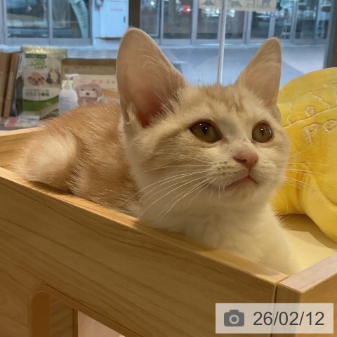 三重県のスコティッシュフォールド (ペットプラス 東員店/2025年11月13日生まれ/男の子/レッドタビーホワイト)の子猫の3枚目の画像