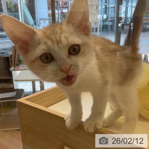 三重県のスコティッシュフォールド (ペットプラス 四日市泊店/2025年11月13日生まれ/男の子/レッドタビーホワイト)の子猫の4枚目の画像