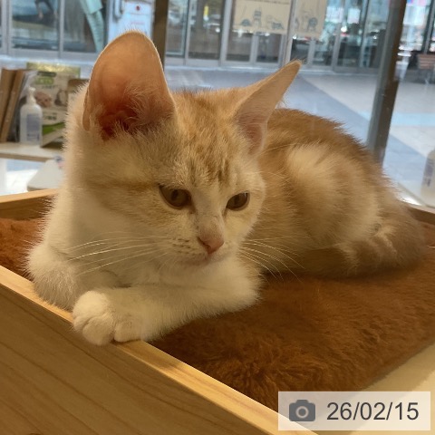 三重県のスコティッシュフォールド (ペットプラス 四日市泊店/2025年11月13日生まれ/男の子/レッドタビーホワイト)の子猫の3枚目の画像