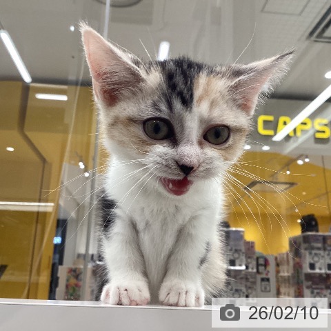 スコティッシュフォールドの写真