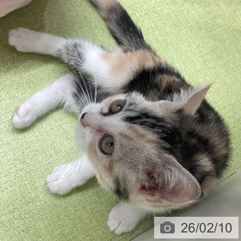 スコティッシュフォールドの写真