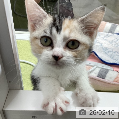 スコティッシュフォールドの写真