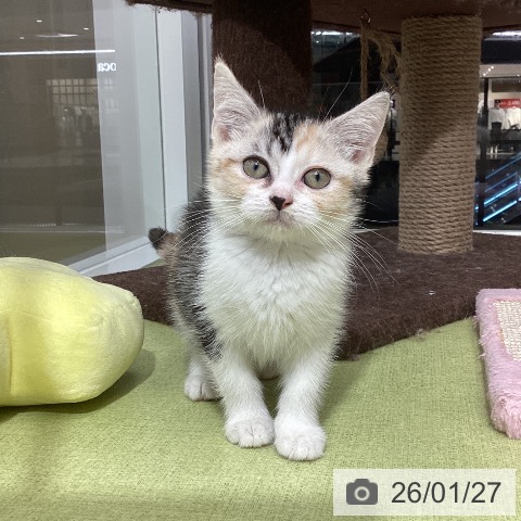 石川県のスコティッシュフォールド (ペットプラス 白山店/2025年11月13日生まれ/女の子/シルバーパッチドタビーホワイト)の子猫の4枚目の画像