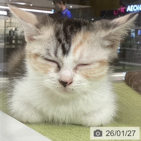 石川県のスコティッシュフォールド (ペットプラス 白山店/2025年11月13日生まれ/女の子/シルバーパッチドタビーホワイト)の子猫の3枚目の画像