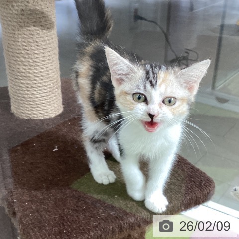 石川県のスコティッシュフォールド (ペットプラス 白山店/2025年11月13日生まれ/女の子/シルバーパッチドタビーホワイト)の子猫の3枚目の画像