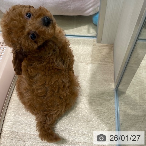 愛知県のトイプードル(トイ) (ペットプラス 則武新町店/2025年11月25日生まれ/女の子/アプリコット)の子犬の3枚目の画像