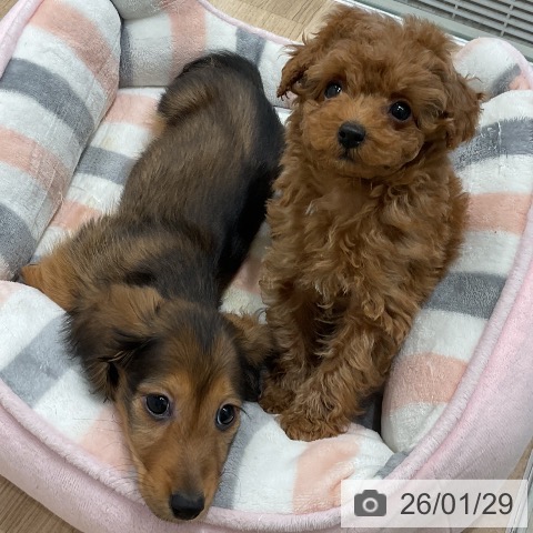 トイ・プードルの写真