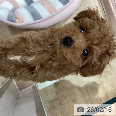 トイ・プードルの写真