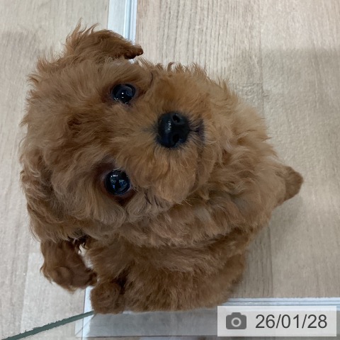 愛知県のトイプードル(トイ) (ペットプラス 熱田店/2025年11月25日生まれ/男の子/アプリコット)の子犬の4枚目の画像