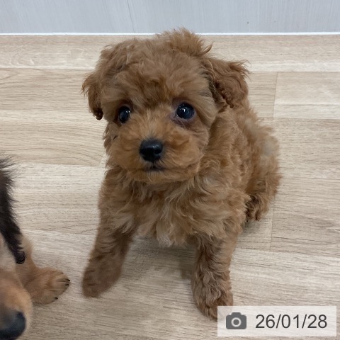 愛知県のトイプードル(トイ) (ペットプラス 熱田店/2025年11月25日生まれ/男の子/アプリコット)の子犬の3枚目の画像