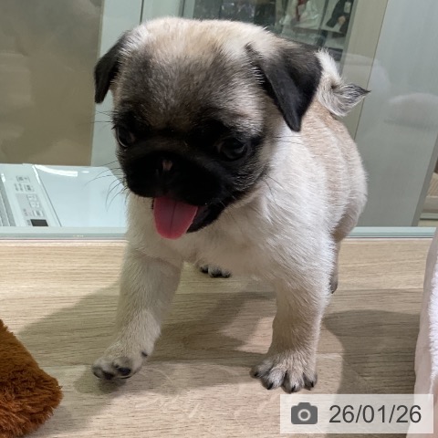 愛知県のパグ (ペットプラス 岡崎店/2025年11月25日生まれ/女の子/フォーン)の子犬の4枚目の画像