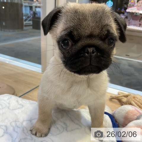 愛知県のパグ (ペットプラス 岡崎店/2025年11月25日生まれ/女の子/フォーン)の子犬の4枚目の画像